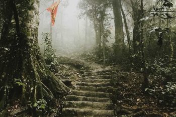 Misty forest in Ba Vi Mountain, showcasing the enchanting beauty and serene atmosphere of Vietnam.