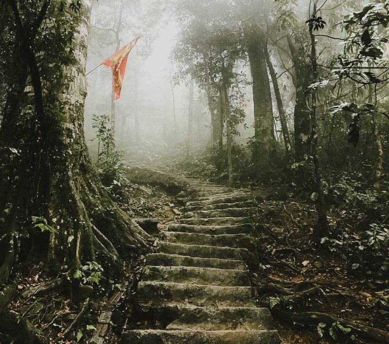 Misty forest in Ba Vi Mountain, showcasing the enchanting beauty and serene atmosphere of Vietnam.