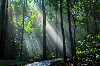 Sunshine filtering through the trees in Ba Vi Mountain forest, showcasing Vietnam's natural beauty.