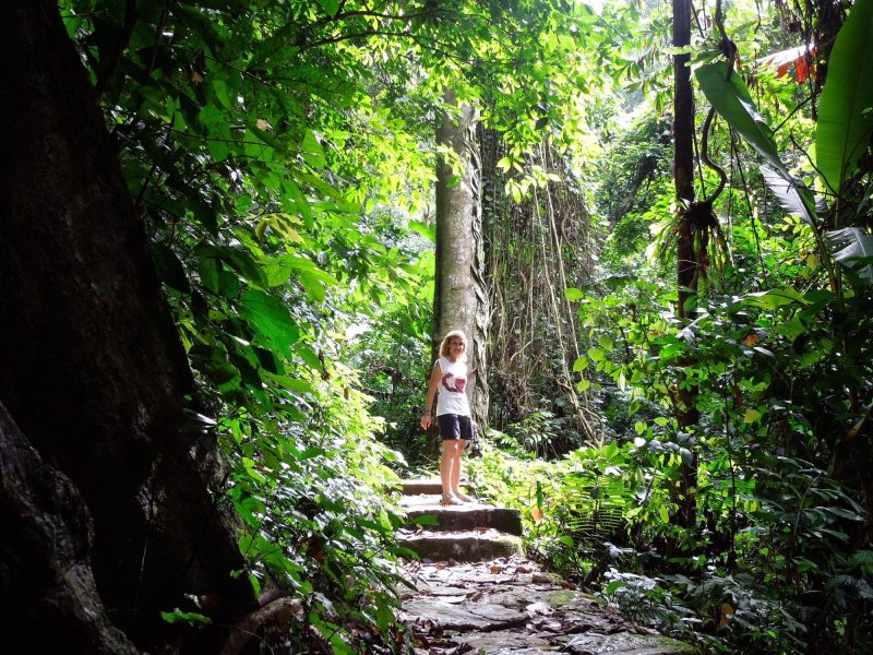 Tourists taking photos under a large tree in Cuc Phuong National Park, highlighting the park's natural beauty and towering trees.