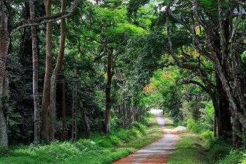 Shaded path lined with trees in Cuc Phuong National Park, showcasing the serene and lush environment.