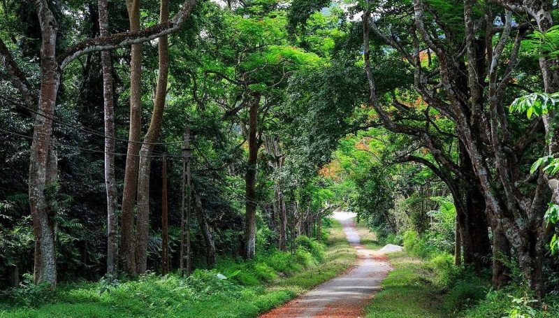 Shaded path lined with trees in Cuc Phuong National Park, showcasing the serene and lush environment.