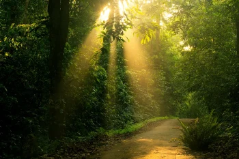 Wildlife in the sunlit forest of Cuc Phuong National Park, highlighting Vietnam's natural beauty and biodiversity.