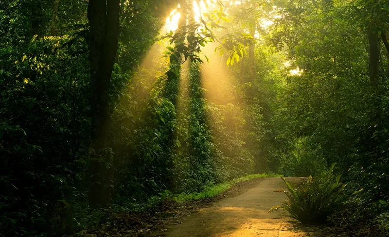 Wildlife in the sunlit forest of Cuc Phuong National Park, highlighting Vietnam's natural beauty and biodiversity.