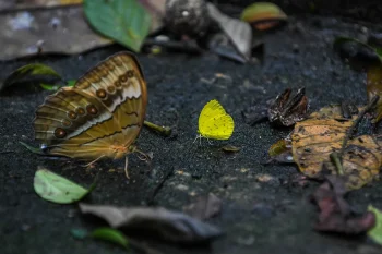 Yellow butterfly in Cuc Phuong National Park, showcasing the park's rich biodiversity and natural beauty.