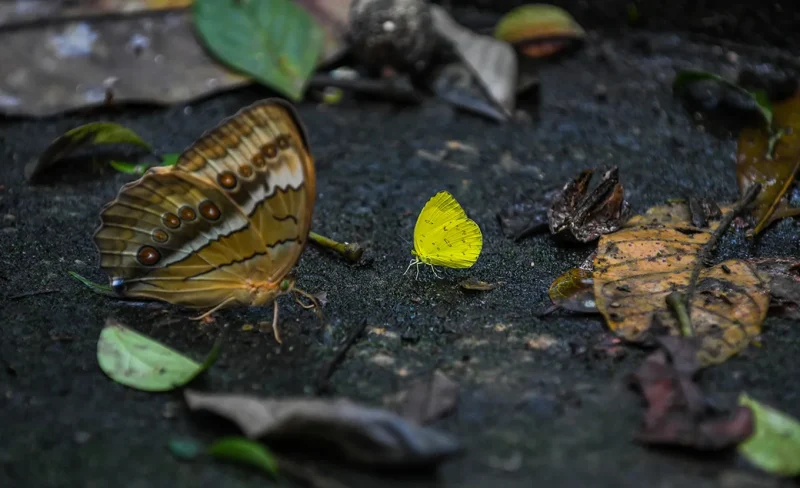 Yellow butterfly in Cuc Phuong National Park, showcasing the park's rich biodiversity and natural beauty.