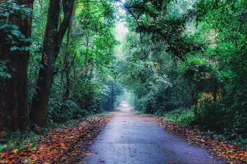 Misty forest path covered with fallen leaves in Cuc Phuong National Park, showcasing the park's serene beauty.