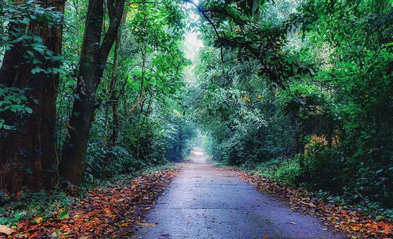 Misty forest path covered with fallen leaves in Cuc Phuong National Park, showcasing the park's serene beauty.