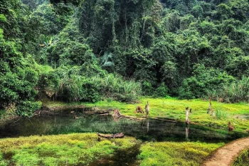 Scenic trail in Cuc Phuong National Park surrounded by dense forest and mist, showcasing Vietnam's natural beauty.