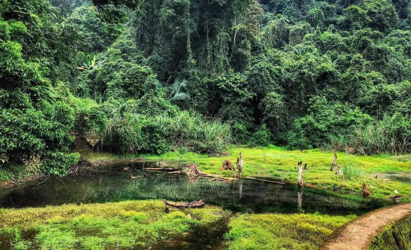 Scenic trail in Cuc Phuong National Park surrounded by dense forest and mist, showcasing Vietnam's natural beauty.