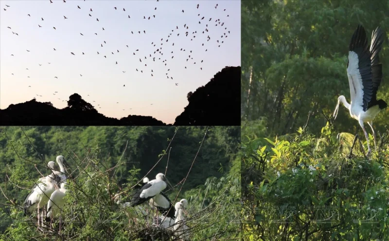 Various bird species at Thung Nham, showcasing the rich biodiversity and natural beauty of Vietnam.