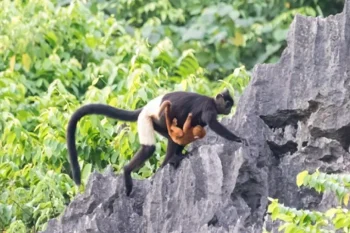Mother monkey carrying baby monkey on a rock cliff at Van Long Natural Reserve, showcasing the wildlife and natural beauty of Vietnam.
