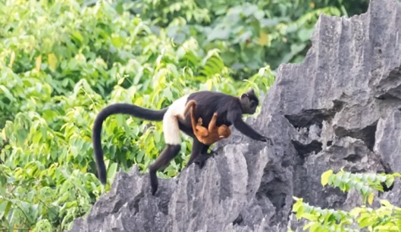 Mother monkey carrying baby monkey on a rock cliff at Van Long Natural Reserve, showcasing the wildlife and natural beauty of Vietnam.